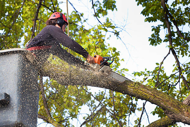 Best Tree Maintenance Programs  in USA